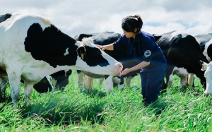 Vinamilk đầu tư chăn nuôi bò sữa công nghệ cao tại Hà Nội
