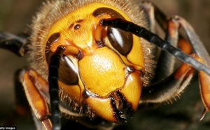 Cận cảnh những loài động vật nguy hiểm nhất Trái đất