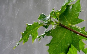 Bắc Bộ giảm mưa, trưa và chiều hửng nắng