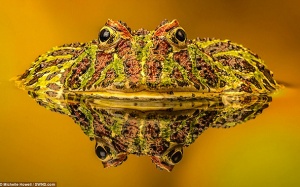 Những khoảnh khắc thiên nhiên hoang dã ấn tượng từ SINWP 2017