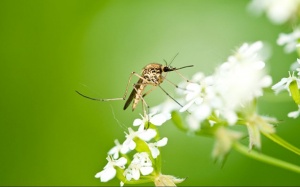 Công thức làm thuốc chống côn trùng organic: Kiến, gián, muỗi, ruồi đều chịu thua