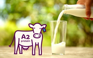 Những điều cần biết về sữa A2 - loại sữa bò khác biệt