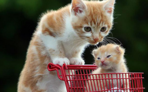 16 bức ảnh chứng minh tình mẫu tử thật thiêng liêng