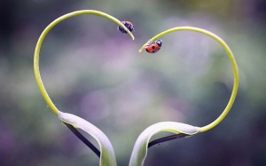 Tử vi 12 cung hoàng đạo thứ Tư (2/8/2017)