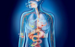 Những sự thật đáng kinh ngạc về cơ thể con người