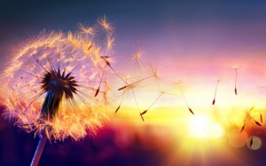 Tử vi 12 cung hoàng đạo thứ Bảy (19/8/2017)