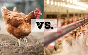 Gà chăn thả có thật tốt hơn gà công nghiệp?