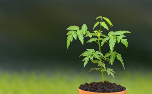 Muốn loại mụn đầu đen vùng chữ T phải làm như thế nào?