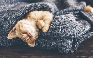 Tử vi 12 cung hoàng đạo thứ Năm (31/8/2017)