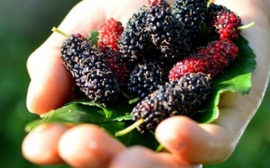 Quả dâu tằm tốt cho sức khỏe như thế nào?