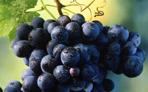 10 thực phẩm giàu chất chống oxy hóa bạn nên bổ sung hàng ngày