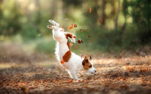 Tử vi 12 cung hoàng đạo thứ Bảy (9/9/2017)