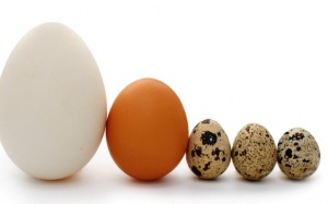 Những loại trứng vừa ngon vừa tốt cho sức khỏe
