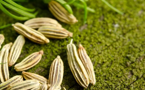 Ăn hạt tiểu hồi giúp tăng hiệu suất tập luyện