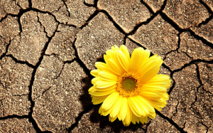 Cách chữa khô âm đạo chẳng cần dùng chất bôi trơn