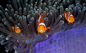 Ngắm ảnh động vật hoang dã ấn tượng nhất năm 2017