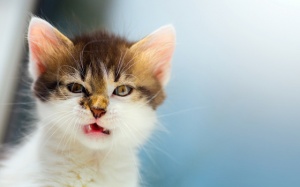 Tử vi 12 cung hoàng đạo thứ Tư (20/9/2017)