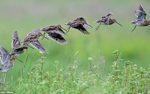 Ấn tượng với những bức ảnh thiên nhiên nước Anh tuyệt đẹp