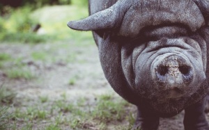 Ăn thịt lợn không đảm bảo sẽ mắc những bệnh nào?