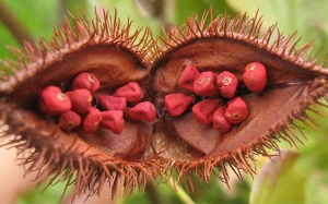 Khám phá loại phẩm màu tạo màu đỏ bắt mắt cho các món ăn