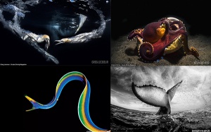 'Thám hiểm đại dương' kỳ diệu qua ảnh của những thợ lặn chuyên nghiệp