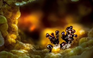 Chiêm ngưỡng thế giới vi mô siêu nhỏ đầy ấn tượng dưới kính hiển vi