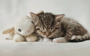 Tử vi 12 cung hoàng đạo thứ Bảy (7/10/2017)