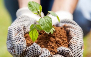 Muốn giảm cân, giảm căng thẳng, thêm yêu đời: Hãy làm vườn!