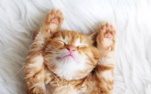 Tử vi 12 cung hoàng đạo Chủ nhật (8/10/2017)