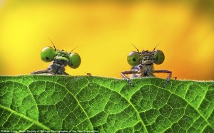 'Thế giới ẩn dấu' kỳ diệu qua cuộc thi Nhiếp ảnh Sinh học Hoàng gia Anh