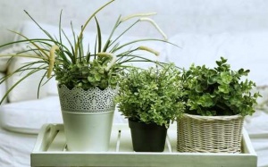 Muốn ngủ ngon, hãy trồng những cây này trong nhà!