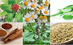 Những loại thảo mộc giúp ngừa bệnh đái tháo đường hiệu quả