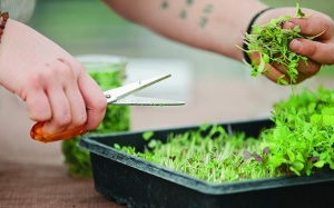 Đừng đợi tới già, hãy ăn rau khi còn xanh non!