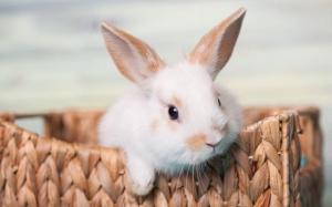 Tử vi 12 cung hoàng đạo thứ Sáu (13/10/2017)