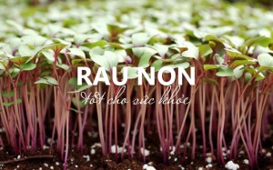 Infographic: Top 10 loại rau non được đánh giá cao nhất về lợi ích sức khỏe