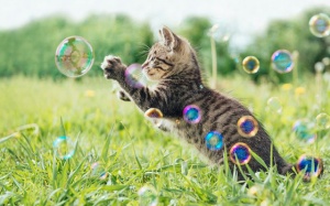 Tử vi 12 cung hoàng đạo thứ Bảy (21/10/2017)