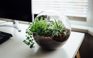 Nên trồng cây gì trong văn phòng để tăng năng suất làm việc?