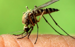 10 lời khuyên thiết thực giúp đuổi muỗi và phòng sốt xuất huyết