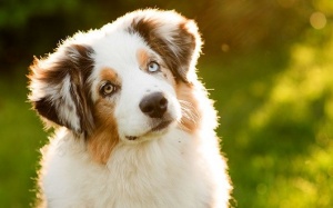 Tử vi 12 cung hoàng đạo thứ Tư (25/10/2017)