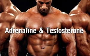 Adrenaline và Testosterone là gì và vai trò đối với nam giới