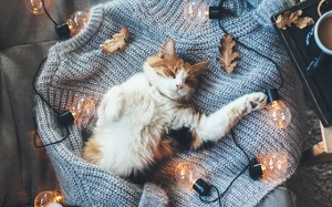 Tử vi 12 cung hoàng đạo thứ Năm (26/10/2017)