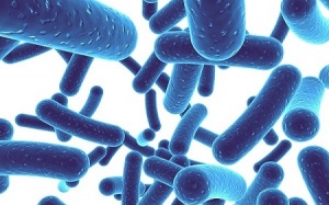 Bổ sung probiotics vào thời gian nào là tốt và hiệu quả nhất?