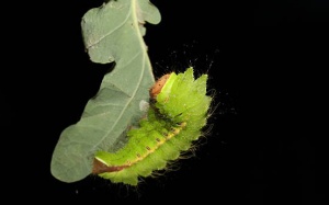 Tơ tằm - hy vọng mới trong điều trị tổn thương tủy sống