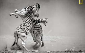 Những khoảnh khắc thiên nhiên hiếm gặp trong năm 2017