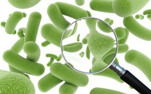 Lợi khuẩn đường ruột có thể ngăn hàng loạt bệnh liên quan đến lão hóa