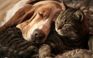 Tử vi 12 cung hoàng đạo thứ Sáu (10/11/2017)