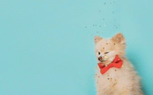 Tử vi 12 cung hoàng đạo Chủ nhật (12/11/2017)