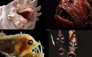 Khám phá những loài 'thủy quái' bí ẩn nhất thế giới dưới đáy đại dương