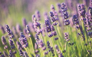 Tử vi 12 cung hoàng đạo thứ Ba (14/11/2017)