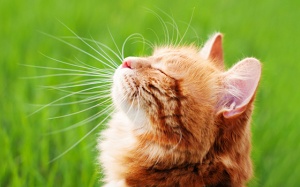 Tử vi 12 cung hoàng đạo thứ Năm (16/11/2017)